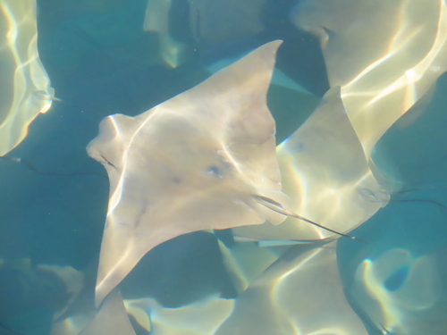 Australian cownose ray (Rhinoptera neglecta) — Myliobatidae — 4