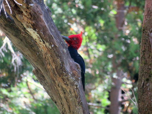 Campephilus magellanicus