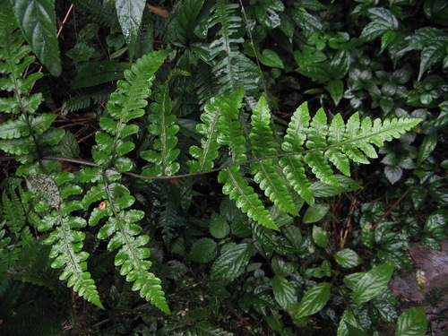 Cornopteris decurrenti-alata iNat (1)