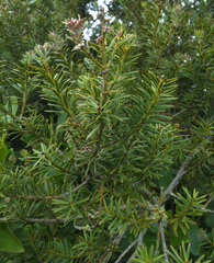 Podocarpus totara waihoensis
