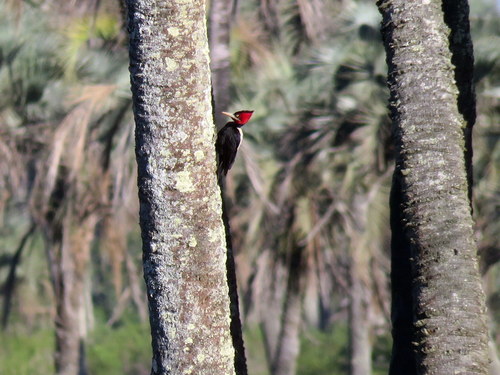 Campephilus leucopogon