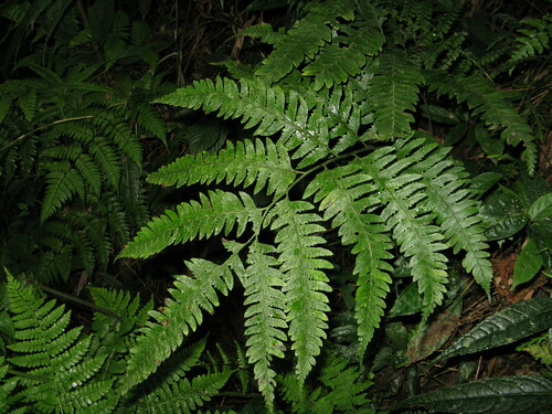 Arachniodes hekiana iNat (2)