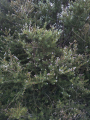Podocarpus totara waihoensis