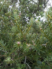Podocarpus totara waihoensis