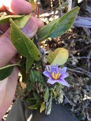 Solanum guineense
