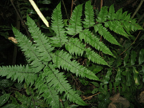 Deparia okuboana iNat (3)
