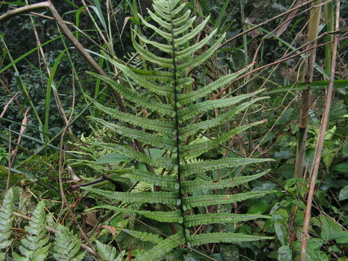 Dryopteris lunanensis iNat (2)