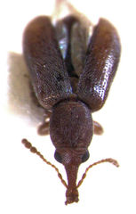 Rhinorhynchus phyllocladi