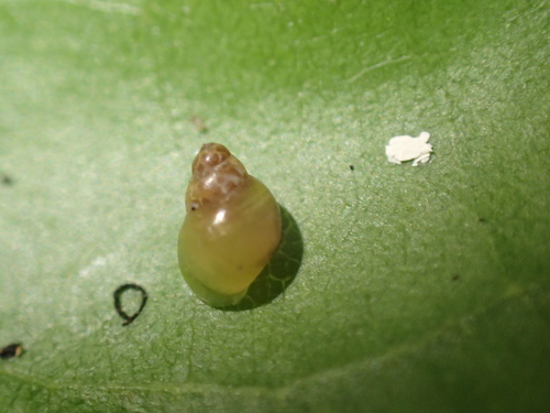 Elasmias apertum observed 2023-04-03