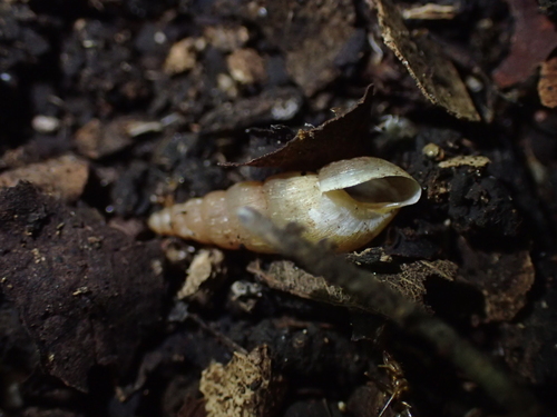 Subulina octona observed 2023-04-03