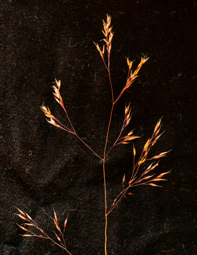 Agrostis peninsularis