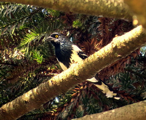 Cissopis leverianus