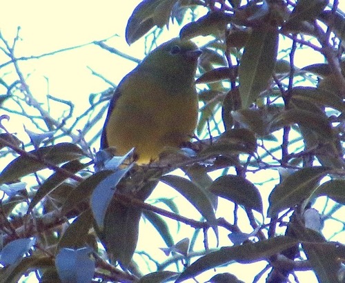 Chlorophonia cyanea