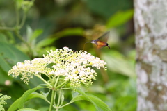 Macroglossum troglodytus