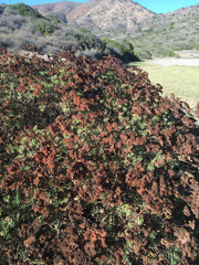 Eriogonum arborescens