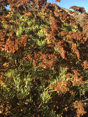 Eriogonum arborescens