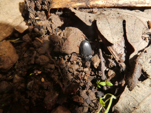 iNaturalist observation photo of Hypherpes
