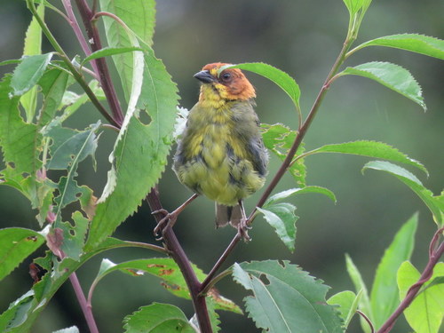 Atlapetes fulviceps