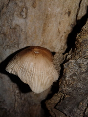 Coprinellus