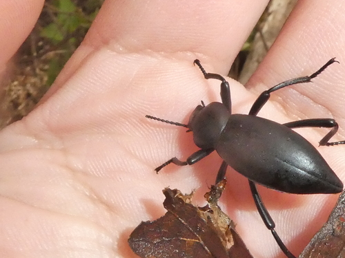 iNaturalist observation photo of Dentate Stink Beetle