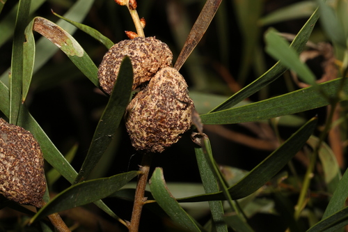 Image of Hakea laevipes by (c) Greg Tasney, some rights reserved (CC BY-SA)