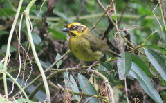 Atlapetes citrinellus