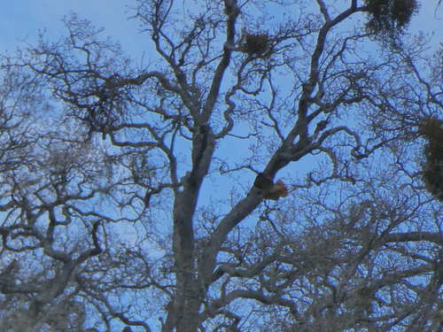 iNaturalist observation photo of Red-tailed Hawk