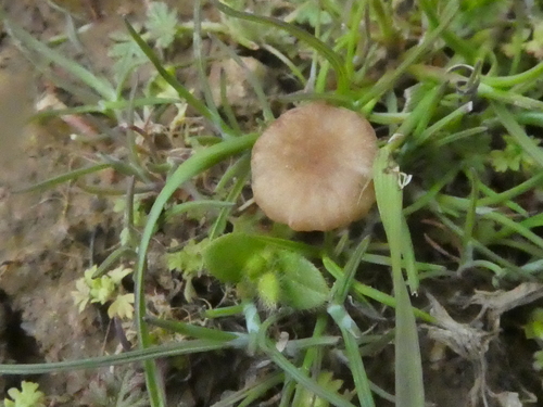 iNaturalist observation photo of rosy navel