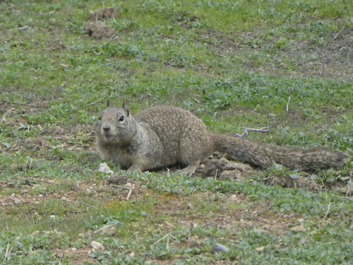 iNaturalist observation photo of California Ground Squirrel