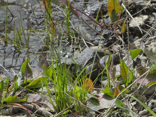 iNaturalist observation photo of American Bullfrog