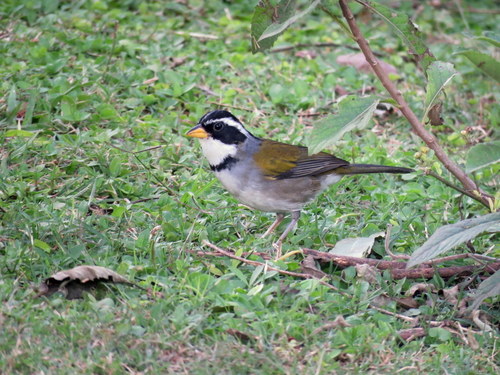Arremon dorbignii