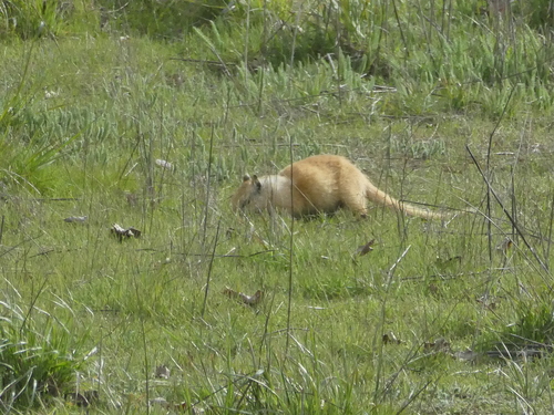 iNaturalist observation photo of California Ground Squirrel