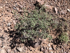 Dalea formosa