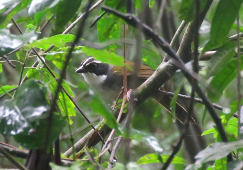 Arremon torquatus