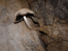 Coprinellus