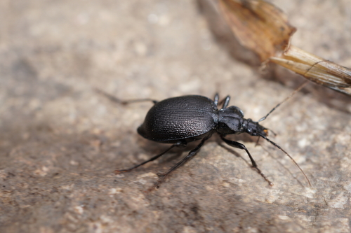 iNaturalist observation photo of Menetries' Snail-eating Beetle