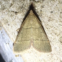 Hypsopygia nostralis