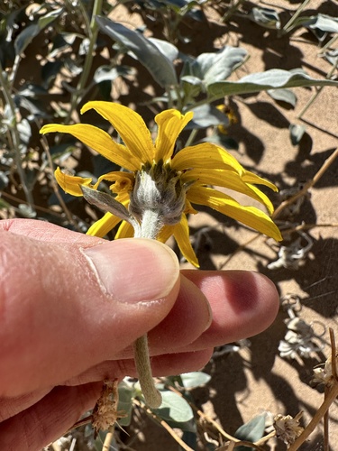 Helianthus niveus