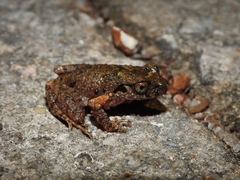 Fujian Asian Toad photo 2