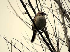 Rhynchospiza strigiceps