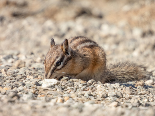 Yellow-pine Chipmunk (Neotamias amoenus), a species recorded in Washington