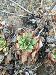 Dudleya candelabrum