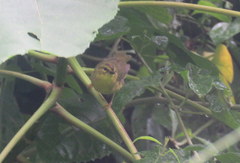 Myiothlypis bivittata