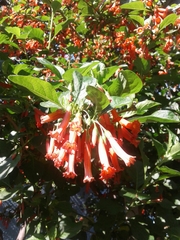 Iochroma fuchsioides