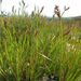 Lepidosperma latens - Photo (c) jackiemiles, some rights reserved (CC BY-NC), uploaded by jackiemiles