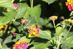 Macroglossum corythus