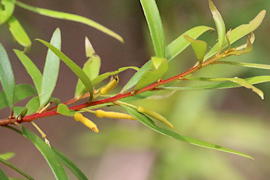 mountain geebung