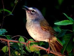 Myiothlypis leucoblephara
