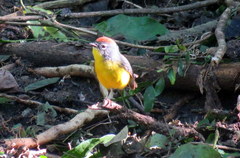 Myioborus brunniceps