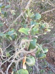 Cercocarpus betuloides blancheae